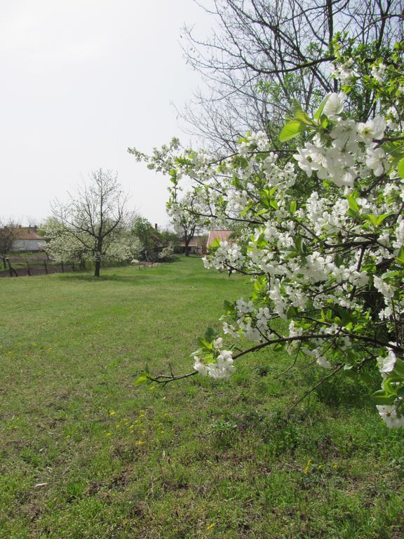 Rigofuetty Vendeghaz Hotel Tiszaalpar Exterior foto